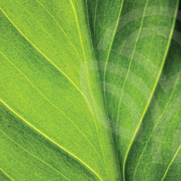 Liquid Chlorophyll NSP Model NSP 1580 | Obrázek č. 1