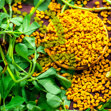 Fenugreek & Thyme NSP Model NSP 885 | Obrázek č. 1