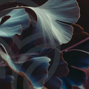 Ginkgo & Hawthorn NSP Model NSP 909 | Obrázek č. 1