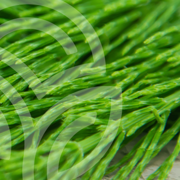 HSN-W NSP Model NSP 935 | Obrázek č. 1